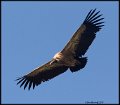 _9SB2497 griffon vulture